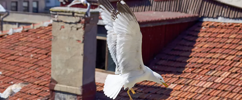 Residential Chimney Animal Removal Solution in Springdale, NJ