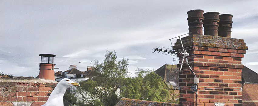 Chimney Cleaning And Restoration in Springdale, New Jersey